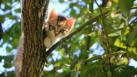 Playful Kitten in Nature's Embrace wallpaper