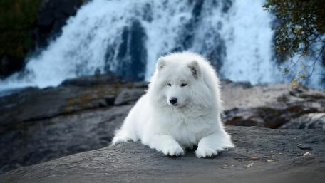 Samoyed dog wallpaper