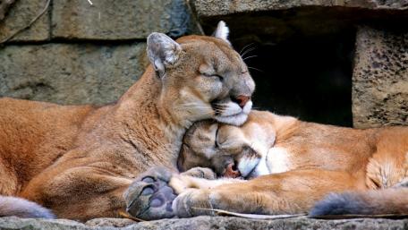 Cougars wallpaper