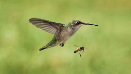 Hummingbird in Flight with a Bee Nearby wallpaper