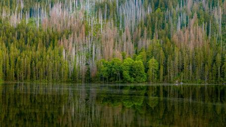Peaceful Forest Reflection by the Lakeside wallpaper
