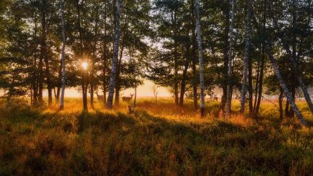 Sunlit Glade with Grazing Deers wallpaper