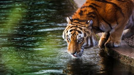 Thirsty Tiger Quenching by the Water's Edge wallpaper