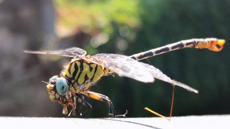 Colorful Dragonfly Resting on a Leaf wallpaper