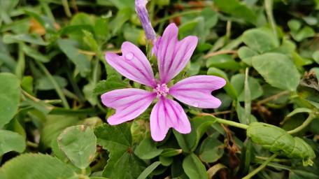 Delicate Pink Flower in Lush Greenery wallpaper