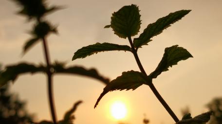 Serene Sunset Silhouette of Leaves wallpaper