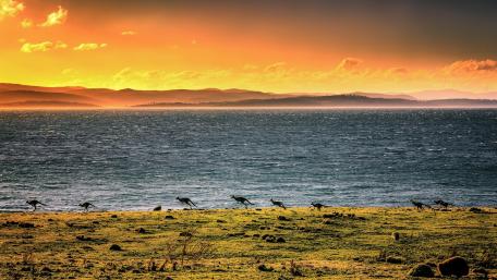 Serene Sunset Over Tranquil Waters and Birds Dancing in the Horizon wallpaper