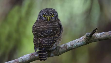Majestic Owl Perched in Nature's Embrace wallpaper