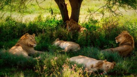 Serene Lions Resting in the Shade wallpaper