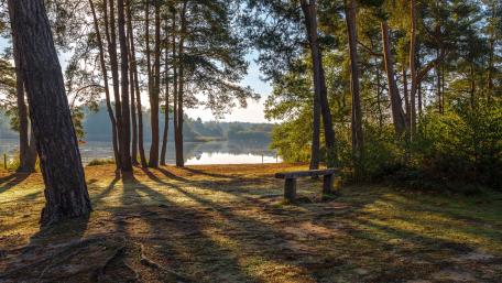 Sunrise Serenity at a Lakeside Forest wallpaper