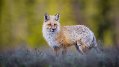 Elegant Red Fox in Natural Habitat wallpaper