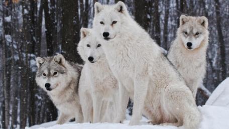Majestic Wolf Pack in Snowy Realm wallpaper