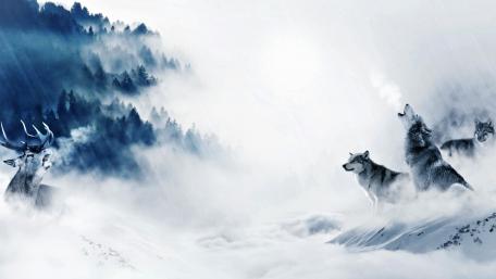 Wolves in a Winter Wonderland wallpaper