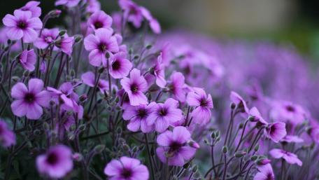 campo de flores wallpaper