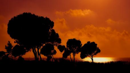 Serene Sunset Over Silhouetted Trees wallpaper