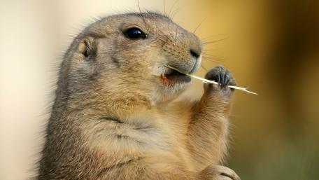 Prairie Dog Mid-Snack Moment wallpaper