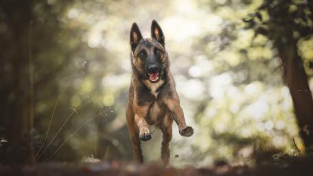 Joyful Dog Running through Forest wallpaper