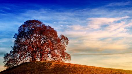 Majestic Tree at Sunset Hilltop wallpaper