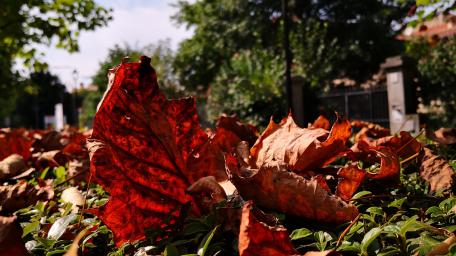 Autumn Leaves Embracing Nature's Beauty wallpaper