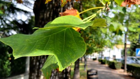Vibrant Green Leaf Amidst Nature's Serenity wallpaper