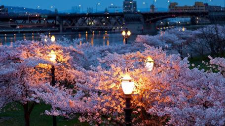 City Spring Night wallpaper