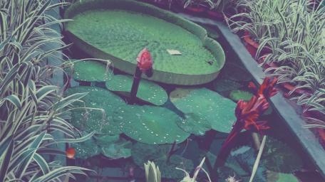 Water lily wallpaper