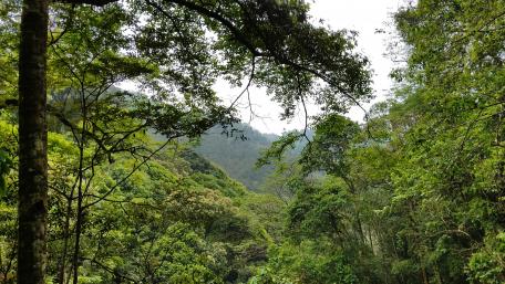 Serene Forest Canopy in 4K Resolution wallpaper