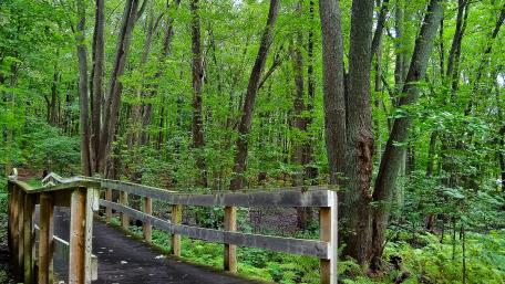 bridge and wood wallpaper