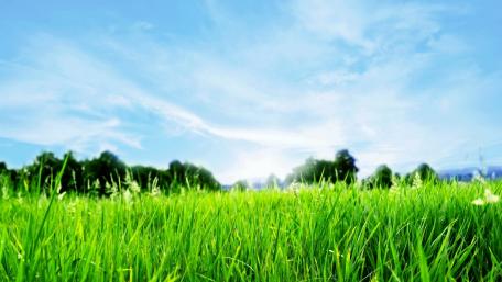 Vibrant Grass Under a Clear Sky wallpaper
