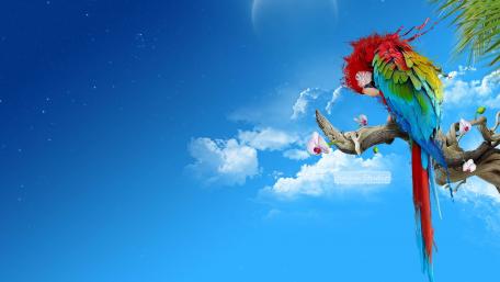 Colorful parrot wallpaper