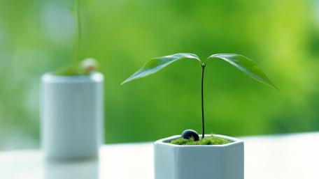 Title: Serene Young Plant in White Pot wallpaper