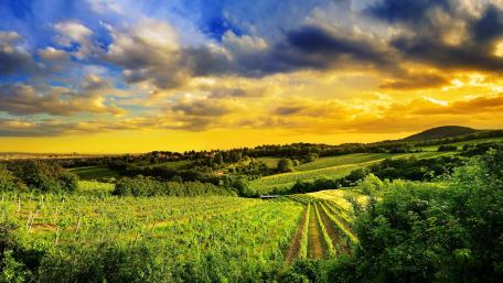 Vineyard hills of Vienna, Austria wallpaper