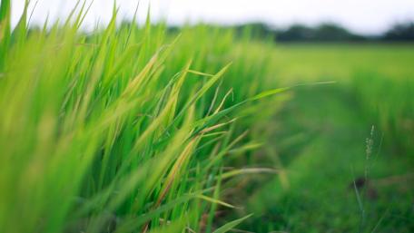 Lush Green Grassland Close-Up wallpaper