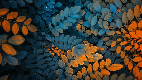 Autumn Hues in Leafy Wallpaper wallpaper