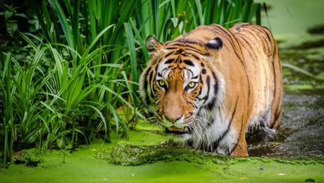Tiger in the marsh wallpaper