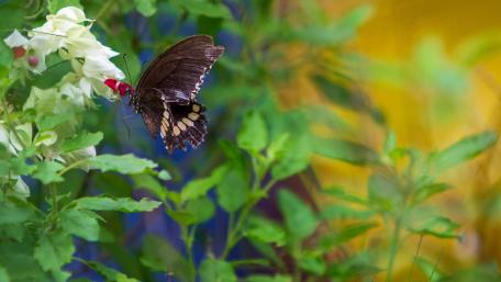 Butterfly drinking Nectar wallpaper