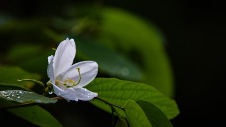 Dew drop on White Flower wallpaper