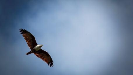 Brahminy kite on sky wallpaper