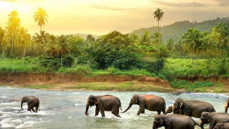 Elephant Orphanage wallpaper