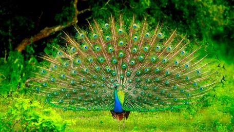 Peafowl wallpaper