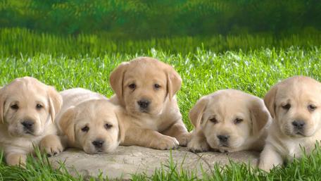Adorable Golden Puppies on Green Grass wallpaper