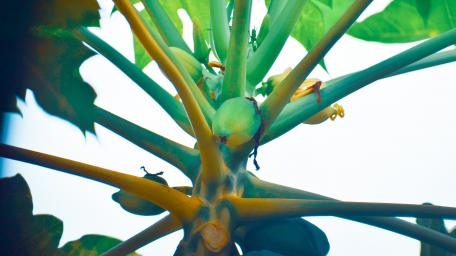 Papaya tree wallpaper