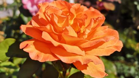 blume wallpaper
