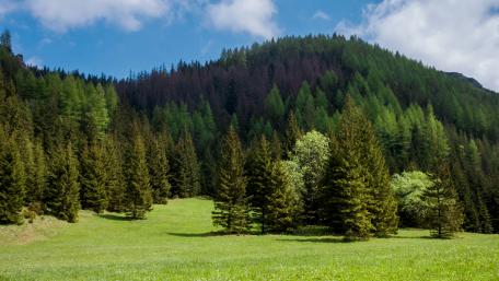Green nature wallpaper