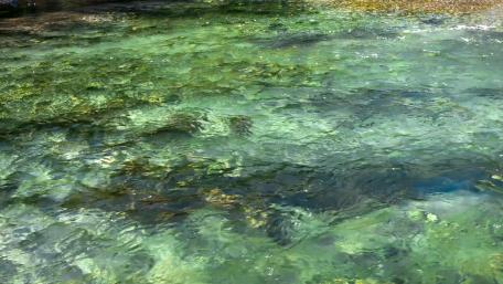 Nature under stream wallpaper