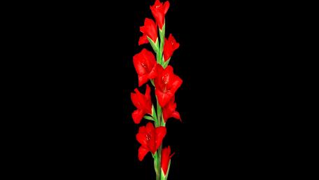 Red, deep dark wallpaper