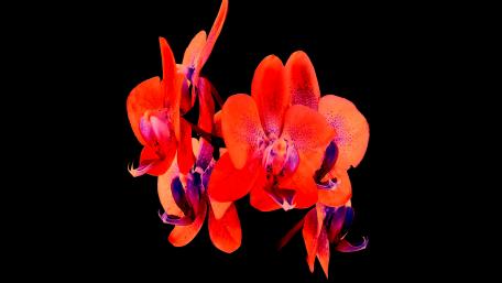 Abstract flower wallpaper