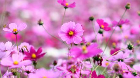 Flores Rosas wallpaper