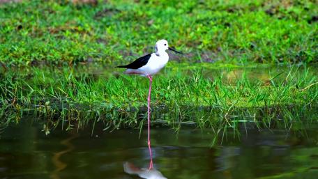 Bird in nature green. wallpaper