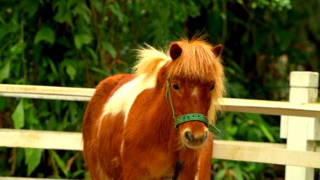 Animal nature, lovely horse. wallpaper